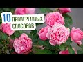 Чем подкормить розы в августе - ЭТО ВАЖНО ЗНАТЬ! Самые ЭФФЕКТИВНЫЕ удобрения для роз