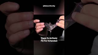 How Do Bats Fly?