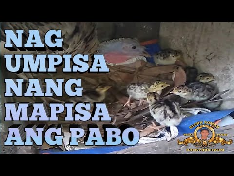 NAG UMPISA NANG MAPISA ANG PABO Glenn Roman BACKYARD FARM