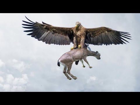 Águila Captura a una Cabra | Asombrosos Ataques de Aves Rapaces | Águilas  vs Mono, Zorro y Serpiente - YouTube