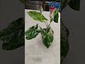 how to care for syngonium albo growth guide #plants #gardening #plant #houseplants #tutorial