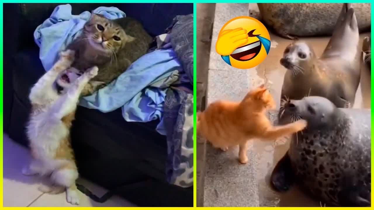 Funny animals Rude Cats And More Funny Animals 😂 YouTube