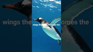 Gentoo Penguin |Fastest Swimming Penguin of Antarctica | Wildlife Documentary @BirdWorldDaily