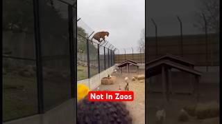 5 Animals That Never Adapt To Zoos