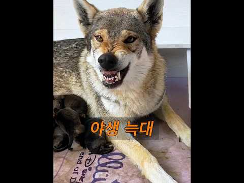 그 남자는 길가에서 얼어붙은 늑대를 발견했다. #동물키우기 #animals thumbnail