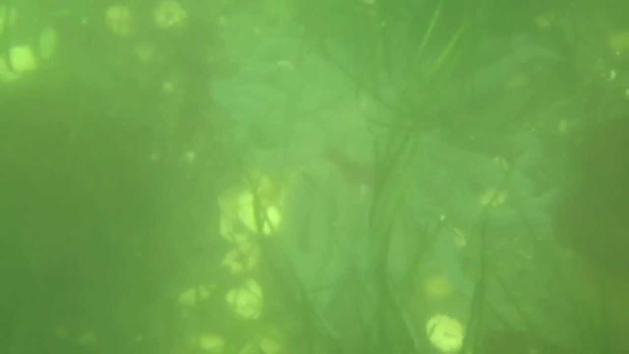 Sunflower Seastar Dry Suit Snorkel, MS Oosterdam, Holland America