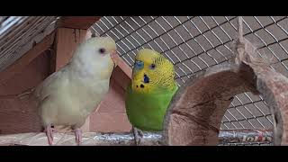 Budgie Mating |  Budgie Mating call| Mating Sound | DIAMOND  with PRINCY |BudgieBuddy  #BudgieSound