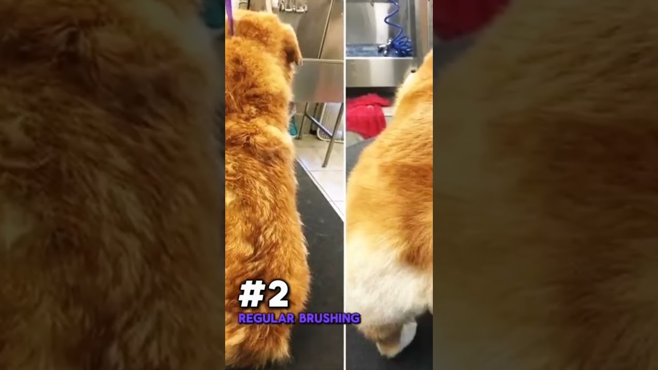 5 Tips for at home pet grooming | Pet Grooming Tips | Dog Grooming | Cat Grooming | Pet Care 5 Tips for at home pet grooming | Pet Grooming Tips | Dog Grooming | Cat Grooming | Pet Care