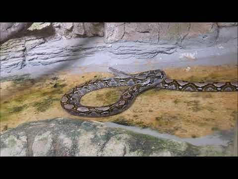 The reticulated python, Malayopython reticulatus IX