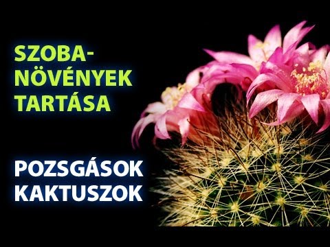 Videó: Éjszakai Füvészkert – Növekvő holdkerti fűszernövények