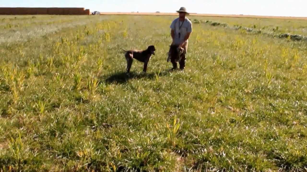 california pheasant hunting 