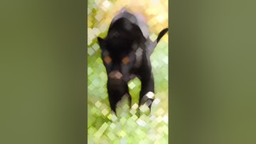 Indian army like black panther💀| NSG commando attitude #indianarmy #trending  #shortsfeed #attitude