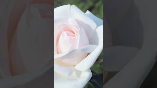 バラの花：マイガーデン My Garden