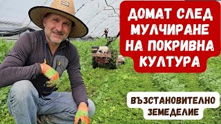 Засаждане на домат след мулчиране на покривна култура - епизод 6