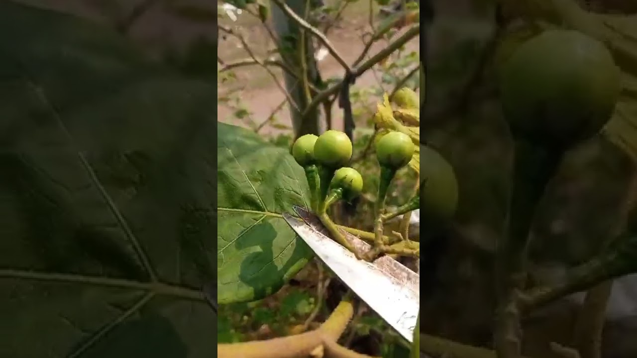 Turkey berry harvest 🦃🍓🥗🍲