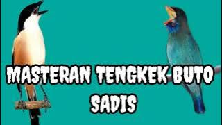 masteran tengkek buto sadia bikin lawan munting dan ketar ketir.