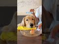 お留守番のご褒美をもらいます #大型犬 #ゴールデンレトリバー