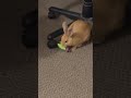 Jingles and his new toy