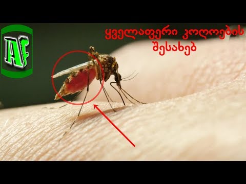 რამდენად საშიშია კოღოს ნაკბენი და როგორ დავიცვათ თავი მათგან