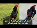 Murgh ki tarari aor koreez ka sahi waqat aor khorak