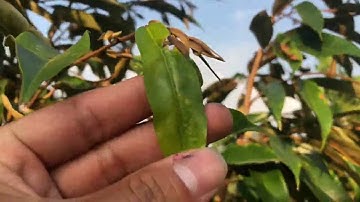 Chăm sóc sầu riêng thời điểm ra cơi đọt | 0939.051.123