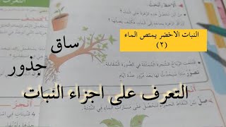 شرح درس تربية علمية النبات الاخضر يمتص الماء 2 للسنة الثانية ابتدائي