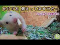 【頬袋の限界】かじり木を腰まで刺して逃げてった…。キンクママジック#51