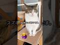 スズキニャゴサクって誰⁉️😹🤷♀️ #爆弾 #スズキタゴサク #猫のいる暮らし #ねこ動画 #ねこ部 #猫好きさんと繋がりたい #ねこ #ヒロシです #shorts