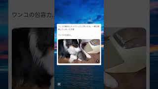 ワンコの胸元で速攻熟睡する子猫wwwww #面白い #おもしろ #tiktok #Twitter #2ch #5ch