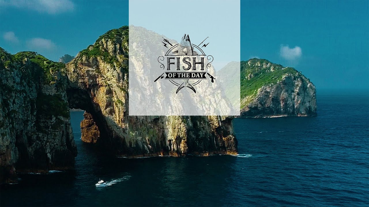 Fish of the Day I Saison 4. Épisode 1 - Un lieu qui regorge de secrets