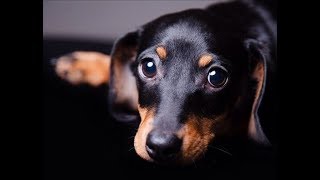4 you - Funniest Dachshund Videos