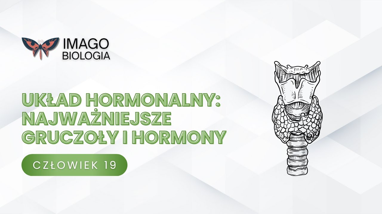 Sprawdzian Biologia Układ Nerwowy I Hormonalny Układ hormonalny. Najważniejsze gruczoły i hormony - YouTube