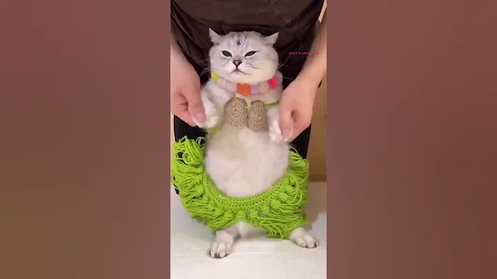 Watch the video about Making your life more joyful and positive, meow dancing | Cute Fluffy Pets