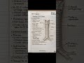 #detailsRespiratorysystem Respiratory system #followforfollowback #anatomy #follow #foryou #biology