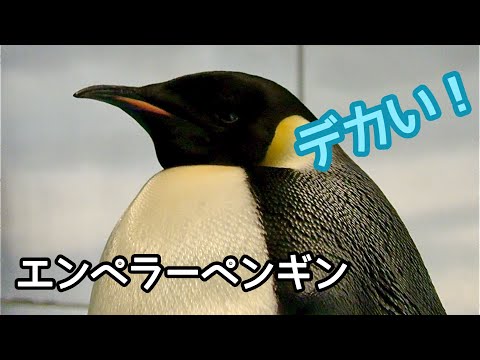 Emperor penguin: A particularly large penguin [Port of Nagoya