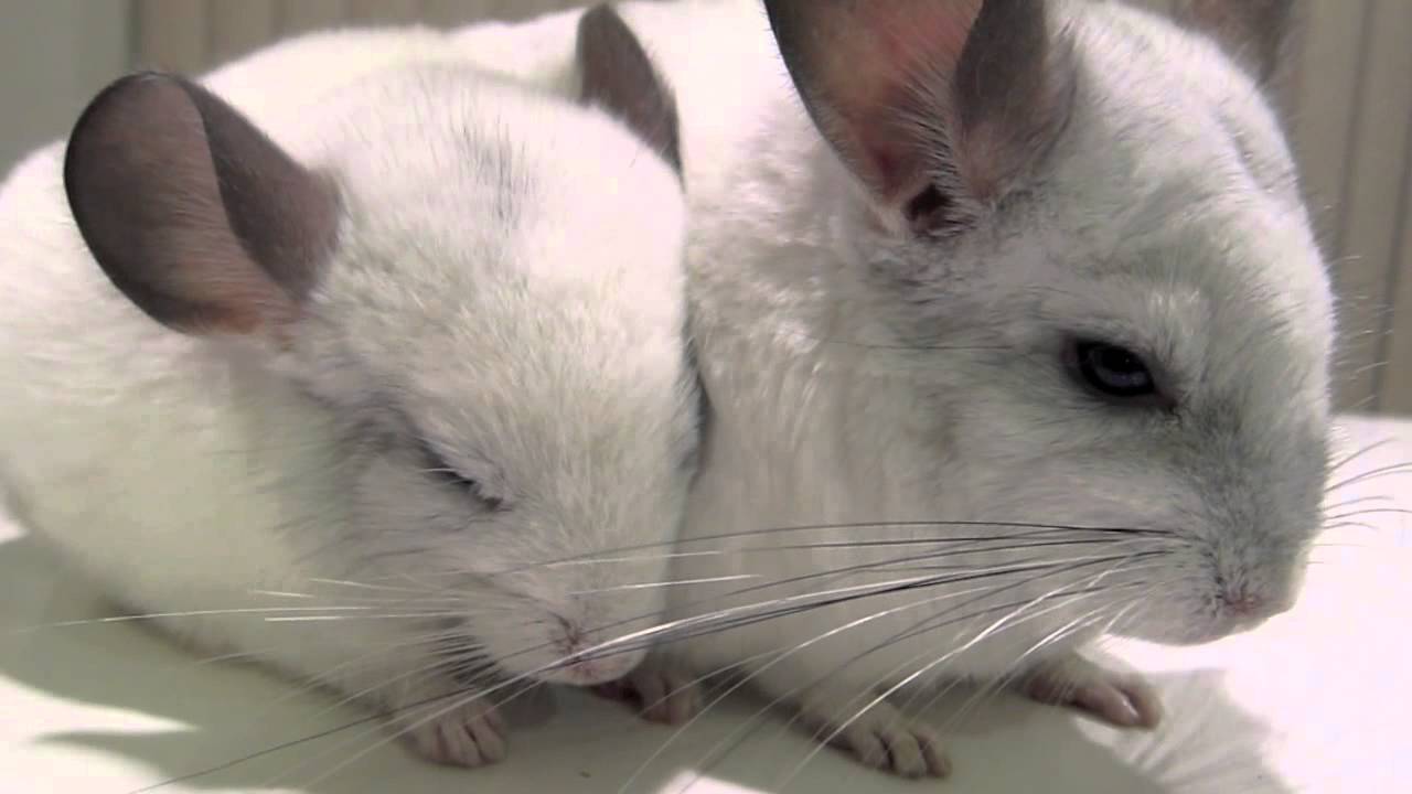 Cute Baby Chinchilla Dozes Off - YouTube