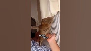 Cat Uses his Human as a Daily Slave
