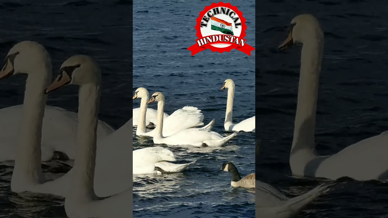 #Swan