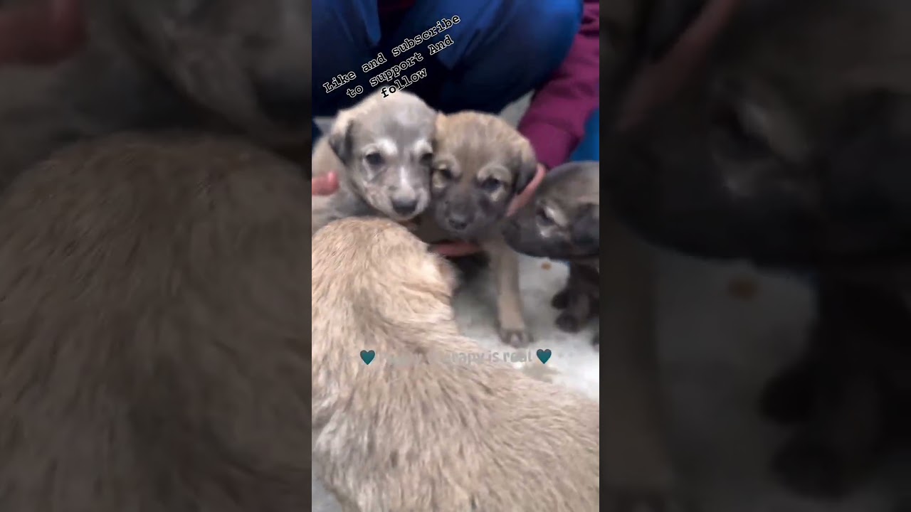 Puppy therapy is real like 