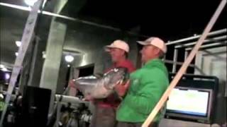 Team OIFC weighs 74.10 POUND KINGFISH, wins SKA Nationals 2009.mp4