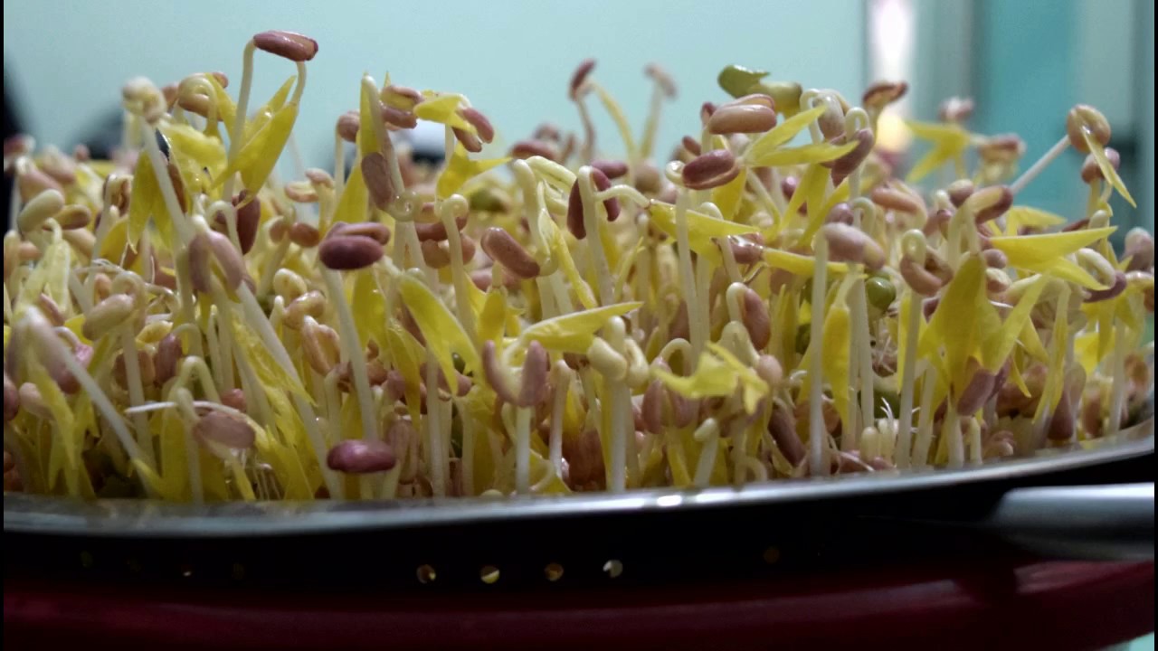 Grow Mung Beans in 3 days :) - YouTube