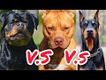 Rottweiler vs Pit Bull vs Doberman | Qual o melhor cão