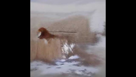 "a dog running in the snow"