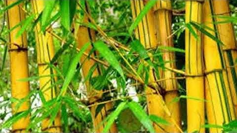 Terungkap!!  Tangkal Sihir Dengan 5 Tanaman Yang Ditakuti Jin dan Setan