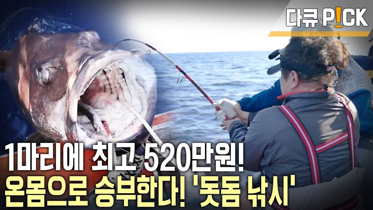 1년에 단 두 달! 용왕님이 점지해줘야 잡는다! 전설의 물고기라 불리는 '돗돔' (KBS 20150808 방송)