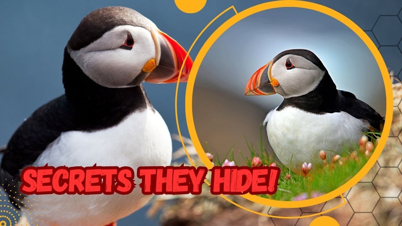 Puffins The MindBlowing Secrets They HIDE! YouTube