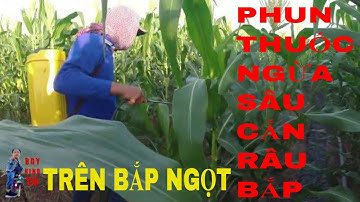 HƯỚNG DẪN PHUN THUỐC NGỪA SÂU CẮN TRÁI TRÊN BẮP NGỌT