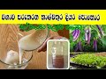 gewathu wagawa / හාල් වතුර දියර පොහොර / organic fertilizer / gewathu wagawa sinhala / how to grow