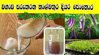 gewathu wagawa / හාල් වතුර දියර පොහොර / organic fertilizer / gewathu wagawa sinhala / how to grow