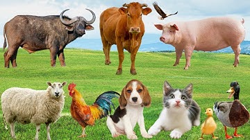 🔥Đua Tiếng Kêu Vui Nhộn – Gà, Bò, Mèo & Cún Khiến Nông Trại Sôi Động | Âm Thanh Động Vật 🐔🐮🐱🐶